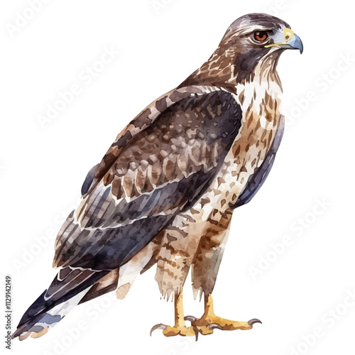 A watercolor of a buzzard, isolated on a white background. Buzzard vector.