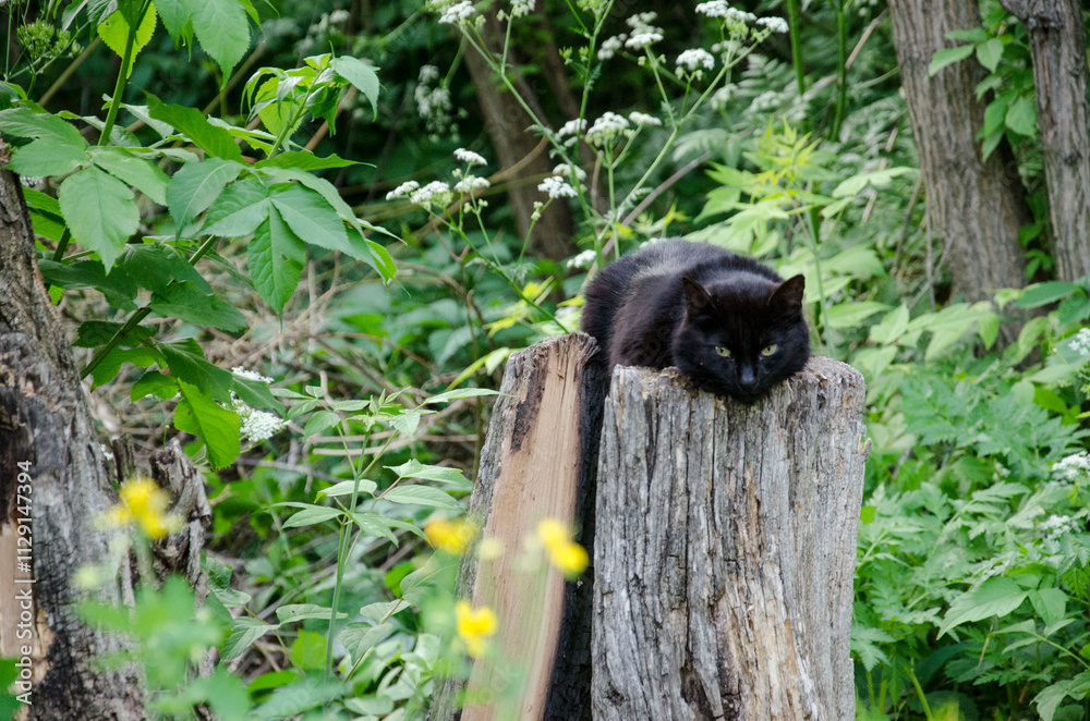 cat on a tree cat on a tree