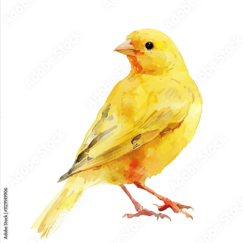 A watercolor painting of a canary, isolated on a white background. Canary vector.