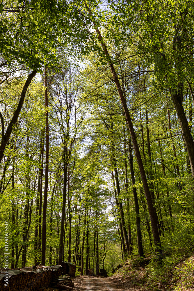 Scenic Forest Path in Odenwald, Germany with Tall Green Trees Scenic Forest Path in Odenwald, Germany with Tall Green Trees