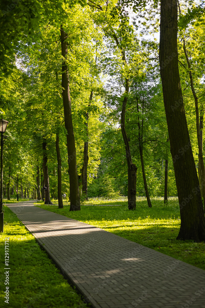 Obraz premium Paved walking path in a lush green park surrounded by tall trees on a sunny day. Tranquility, outdoor recreation and the beauty of nature in a serene, shaded forest environment