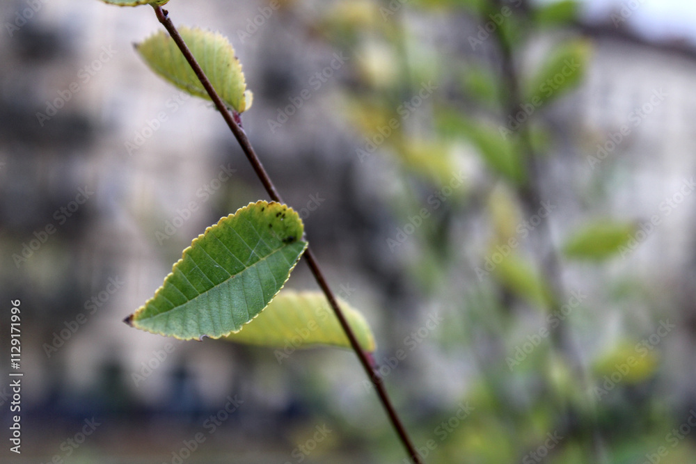 A close-up of a green leaf with serrated edges on a thin branch, set against a softly blurred background, creating a delicate and minimalist nature scene. A close-up of a green leaf with serrated edges on a thin branch, set against a softly blurred background, creating a delicate and minimalist nature scene.