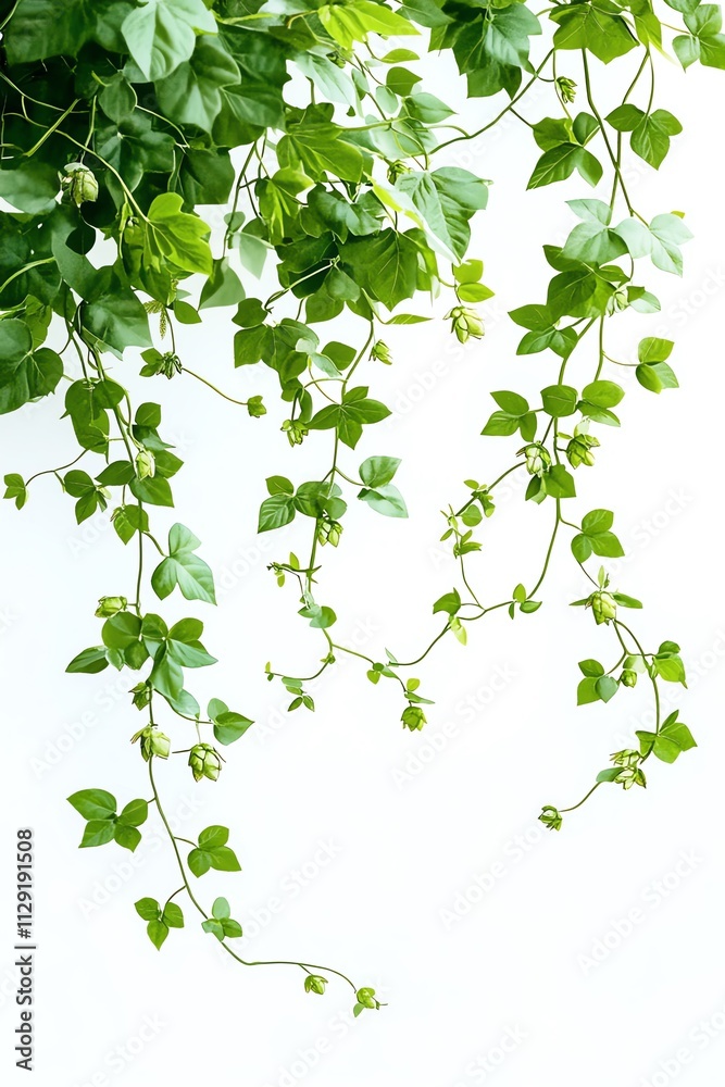 Lush Green Vine with Leaves and Buds Isolated on White Lush Green Vine with Leaves and Buds Isolated on White
