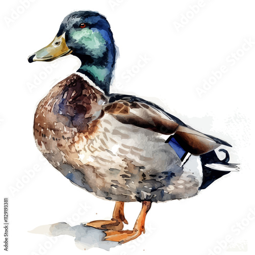 A watercolor painting of a duck, isolated on a white background. Duck vector.