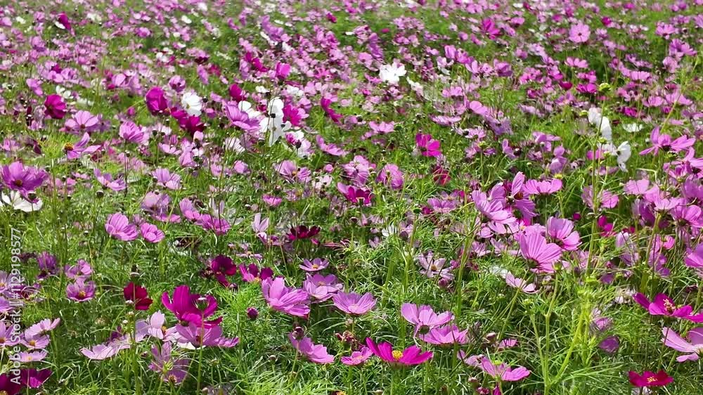 Cute Pink and white Cosmos Flowers Blooming and Blowing with The Wind in A Botanical Garden in Autumn or Fall, Lop Buri. THAILAND Cute Pink and white Cosmos Flowers Blooming and Blowing with The Wind in A Botanical Garden in Autumn or Fall, Lop Buri. THAILAND