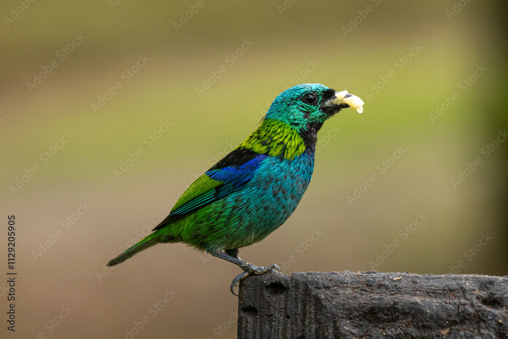 Birds of the Atlantic Forest - Brazil Birds of the Atlantic Forest - Brazil