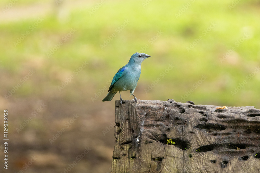 Birds of the Atlantic Forest - Brazil Birds of the Atlantic Forest - Brazil