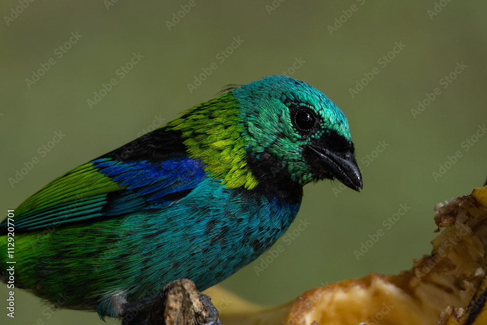 Fototapeta premium Birds of the Atlantic Forest - Brazil