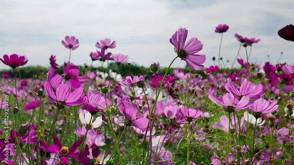 Cute Pink and white Cosmos Flowers Blooming and Blowing with The Wind in A Botanical Garden in Autumn or Fall, Lop Buri. THAILAND Cute Pink and white Cosmos Flowers Blooming and Blowing with The Wind in A Botanical Garden in Autumn or Fall, Lop Buri. THAILAND