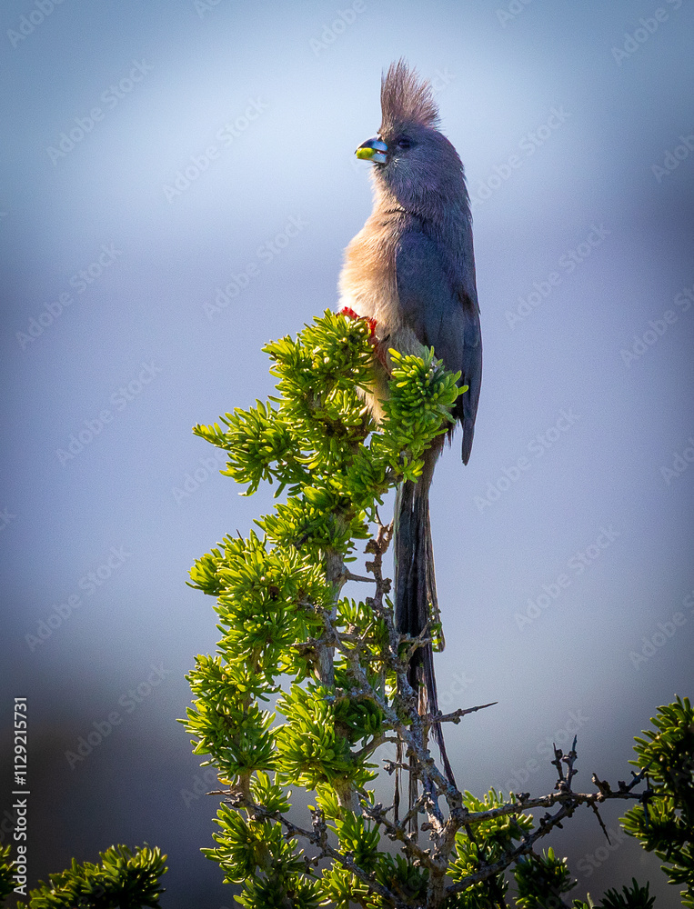 Grey go-away-bird on a branch
