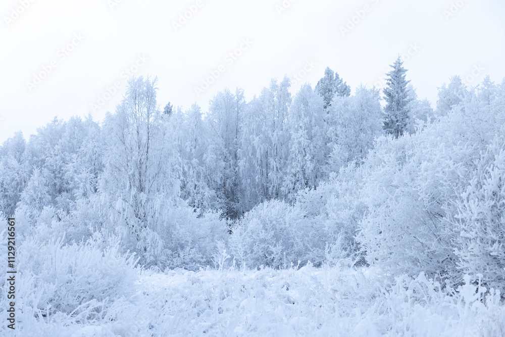 Raureif in einer verschneiten winterlichen Landschaft mit Bäumen Raureif in einer verschneiten winterlichen Landschaft mit Bäumen