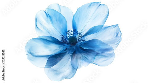 Blue Flower Isolated on White and Transparent Background