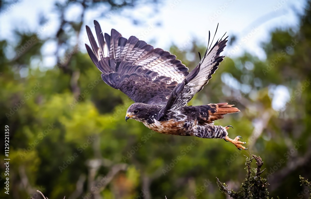 A jackal buzzard bird of prey in flight