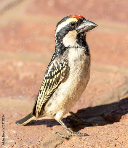 Acacia pied barbet bird in Africa