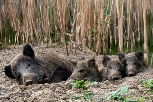 Wildschwein-Familie im Maisfeld