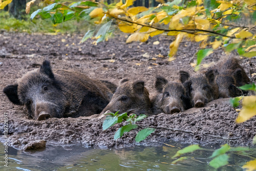 Wildschwein-Familie ruht im Herbstwald