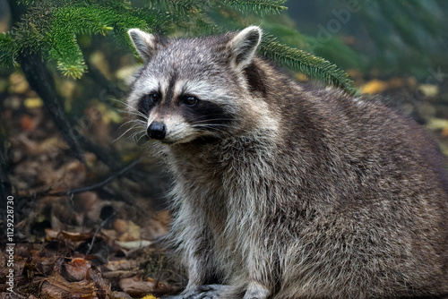 Waschbär auf der Lauer photo