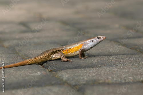 Portrait of an  common sun skink (Eutropis multifasciata) photo