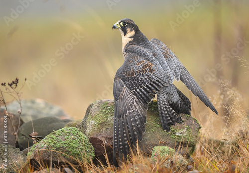 Peregrine Falcon ( Falco peregrinus )  close up photo