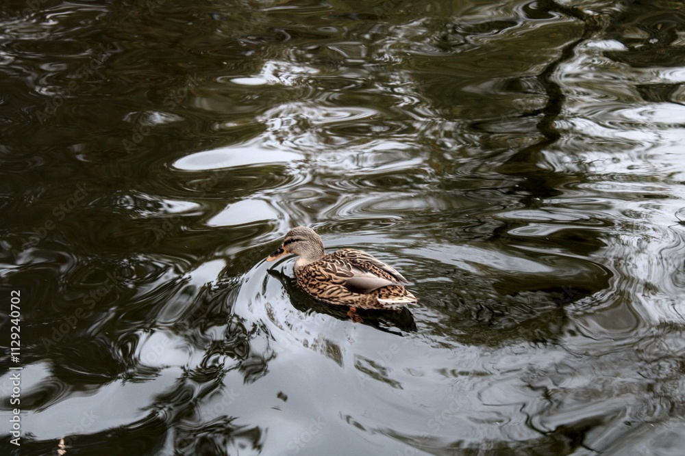 A lone duck with intricate brown and beige feather patterns swims gently across dark water. The swirling reflections enhance the moody yet serene atmosphere. A lone duck with intricate brown and beige feather patterns swims gently across dark water. The swirling reflections enhance the moody yet serene atmosphere.