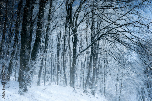 fantasy forest in winter du...