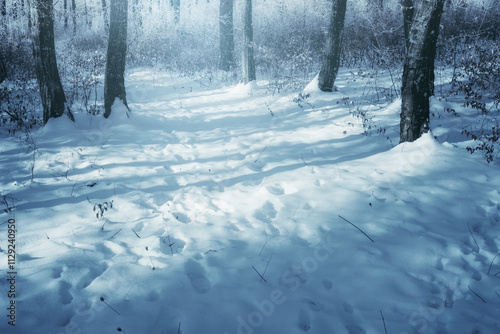 forest path covered in snow...