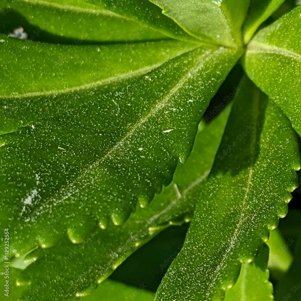 Macro photography is a form of close-up photography that magnifies small subjects or details, often making them appear larger than life. It is commonly used to capture intricate patterns, textures, an