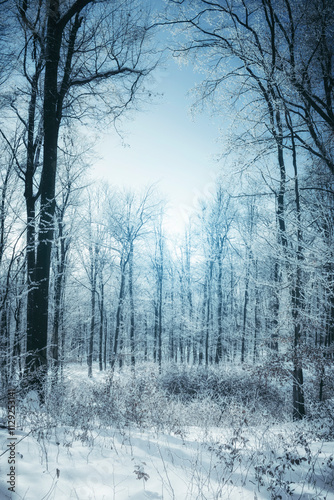 frozen tall trees in winter...