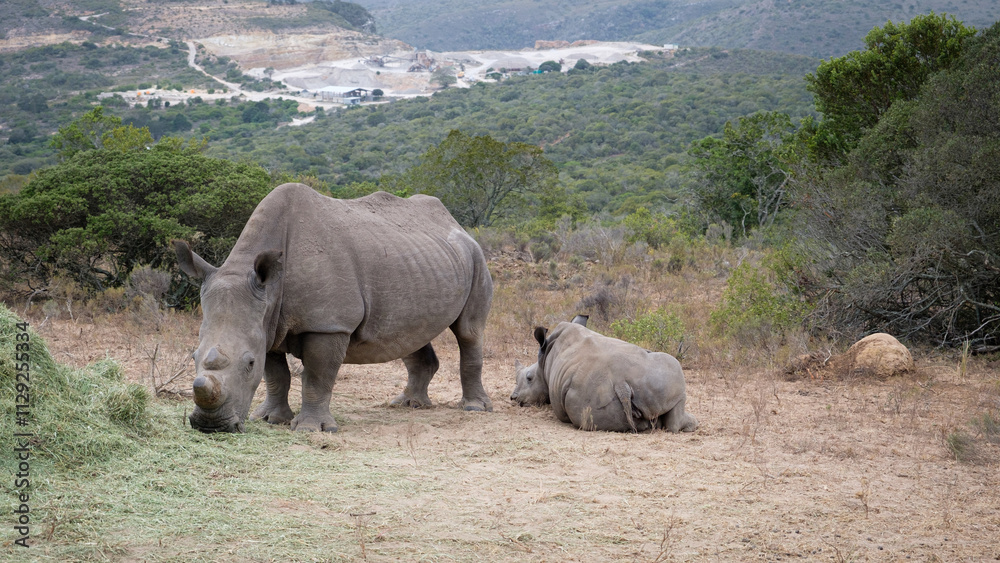 Fototapeta premium rhino in the savannah