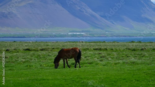 Calm brown horse eats juicy grass grazing near river