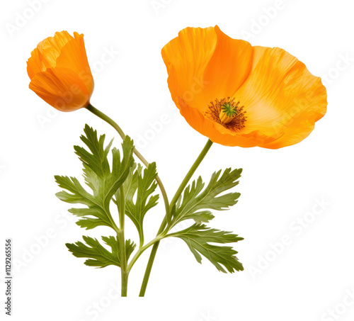 PNG California Poppy poppy flower plant.