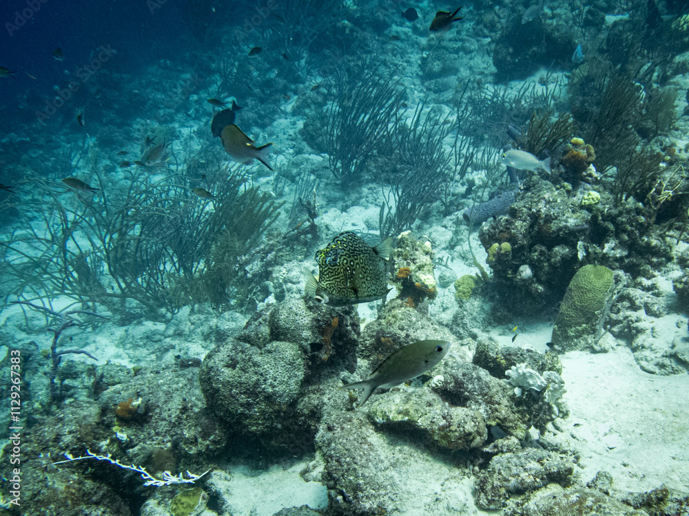 Fototapeta premium underwater life