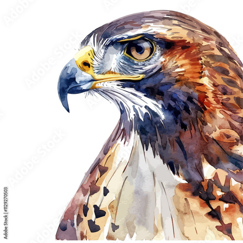 A watercolor vector of a hawk, isolated on a white background. Hawk vector.