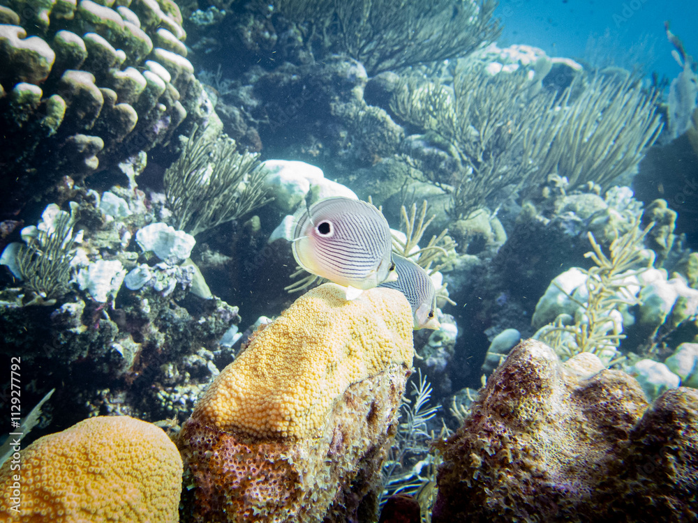 underwater life underwater life