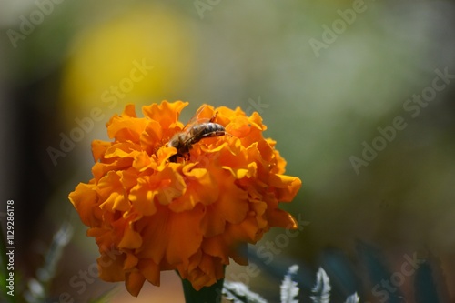 bee on an orange flower photo