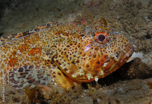 California scorpion fish closeup. photo