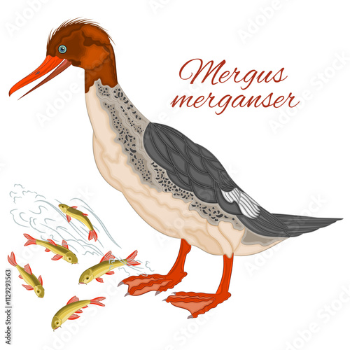 Mergus merganser duck young cute water bird  with colorful feathers and fish watercolor vector illustration editable hand drawing