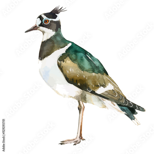 A watercolor of a Lapwing, standing in a field. Lapwing vector.