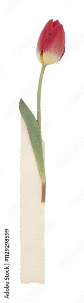 PNG Minimal tulip with tape flower plant rose. PNG Minimal tulip with tape flower plant rose.