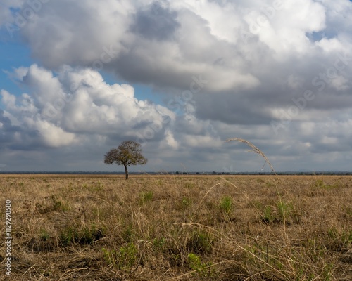African Safari Tanzania