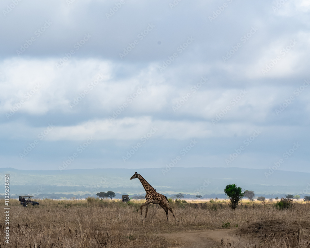Foto giraffe in the savannah