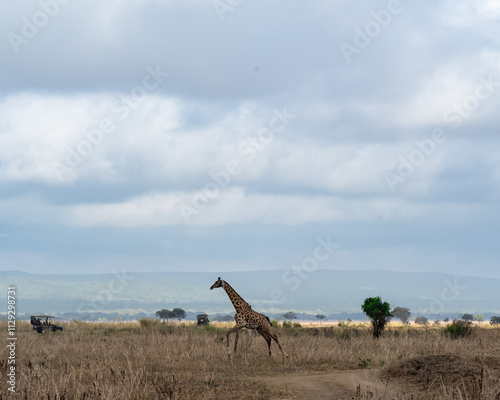 giraffe in the savannah