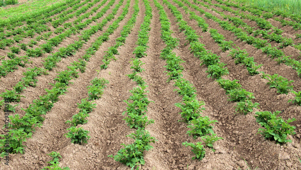 Potatoes are grown in the field Potatoes are grown in the field