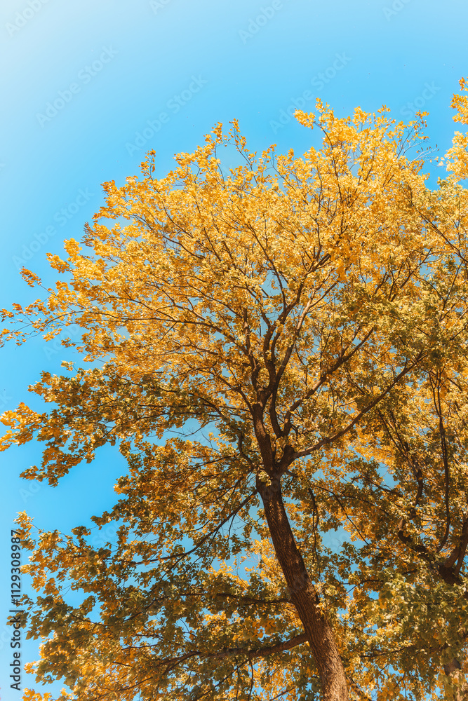 Maple tree with yellow foliage and blue sky during autumn in sunny day Maple tree with yellow foliage and blue sky during autumn in sunny day