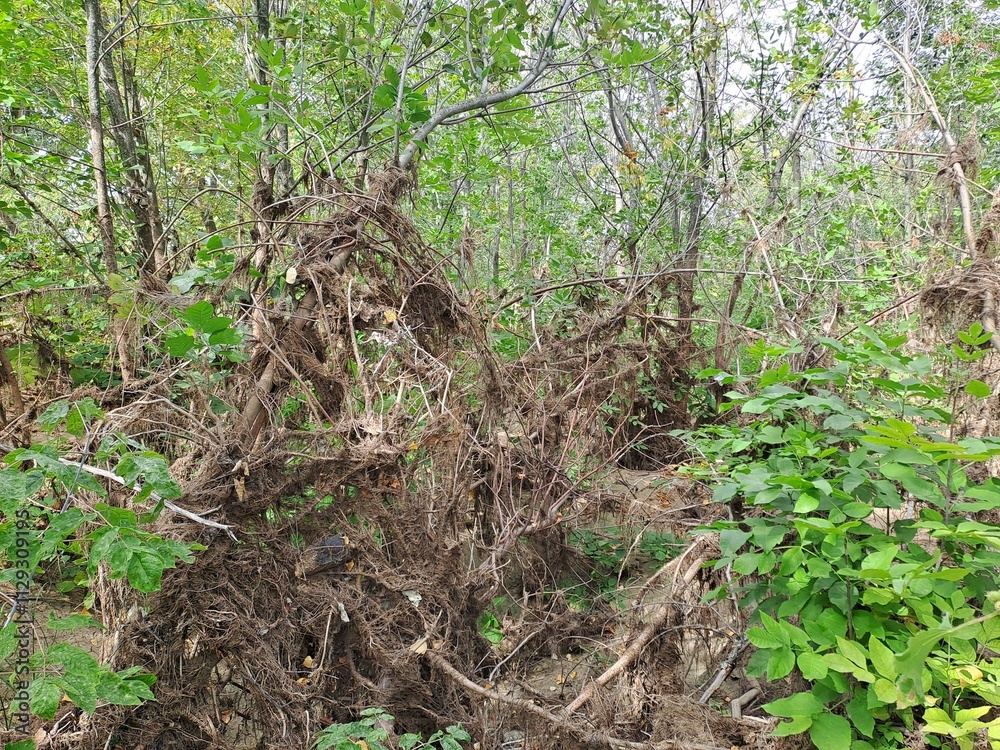 roots in the ground roots in the ground