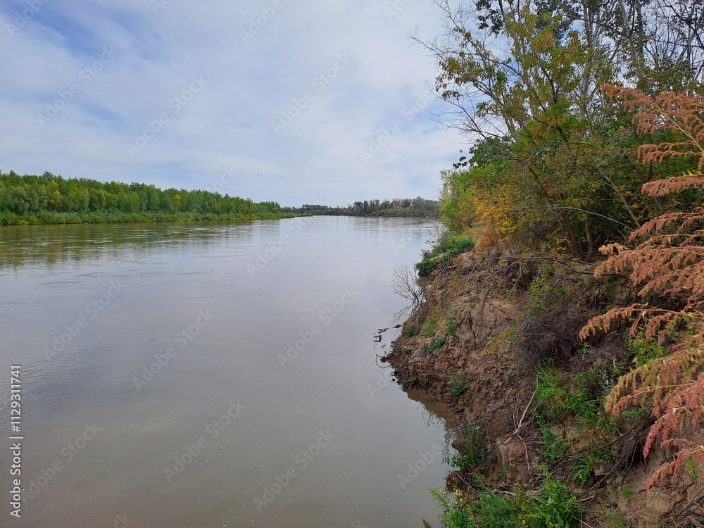 river in the forest