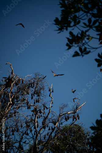 Bats flying over a tree against a clear blue sky.