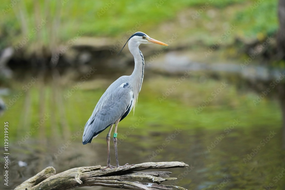 Portrait of a common grey heron. The grey (Ardea cinerea) is a long-legged predatory wading bird of the heron family, Ardeidae, native throughout temperate Portrait of a common grey heron. The grey (Ardea cinerea) is a long-legged predatory wading bird of the heron family, Ardeidae, native throughout temperate
