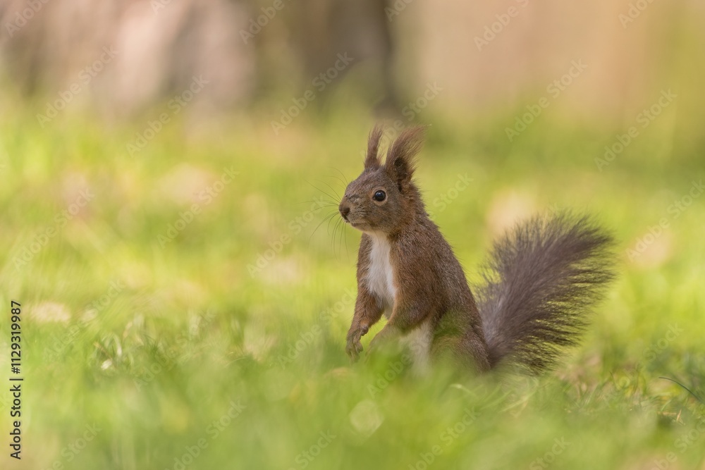 A cute european red squirrel sits in the green grass. Sciurus vulgaris A cute european red squirrel sits in the green grass. Sciurus vulgaris
