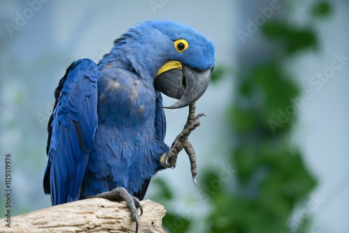 Photography A beautiful Hyacinth macaw sits on the branch